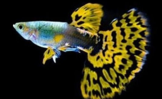 Lemon Cobra Guppy Pair