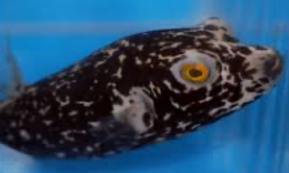Dalmatian" Black Midnight Puffer 6"
