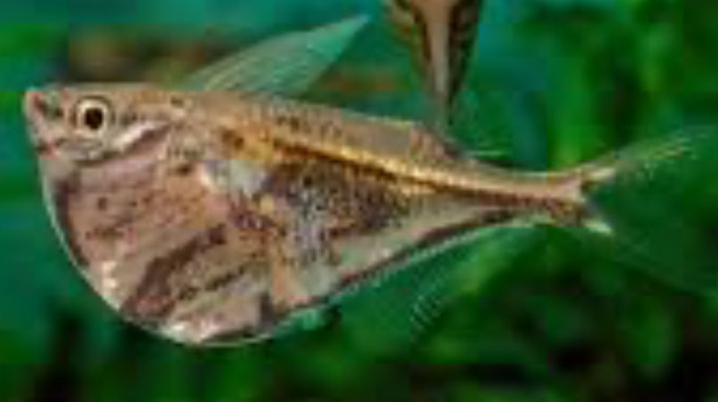 Marbled Hatchet (Carnegiella strigata)