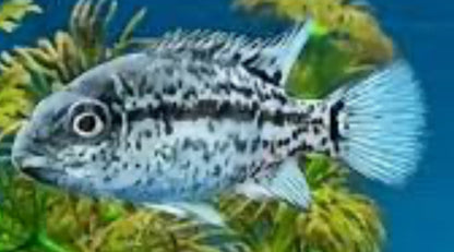 Haitian Cichlid (Nandopsis Haitiensis) 1"+