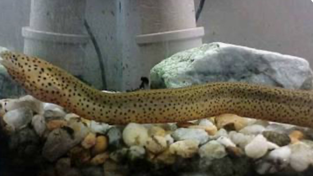 Spotted swamp eel Synbranchus marmoratus 12”-16”