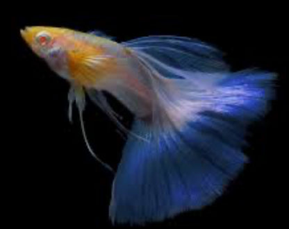 Pick Your Guppy