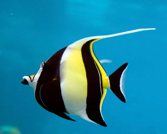 Moorish Idol-MDL