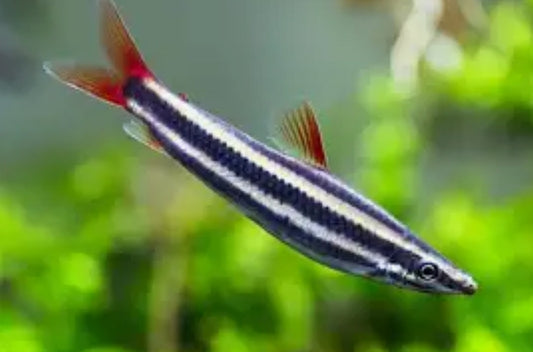 Ternetzi Headstander (Anostomus ternetzi)