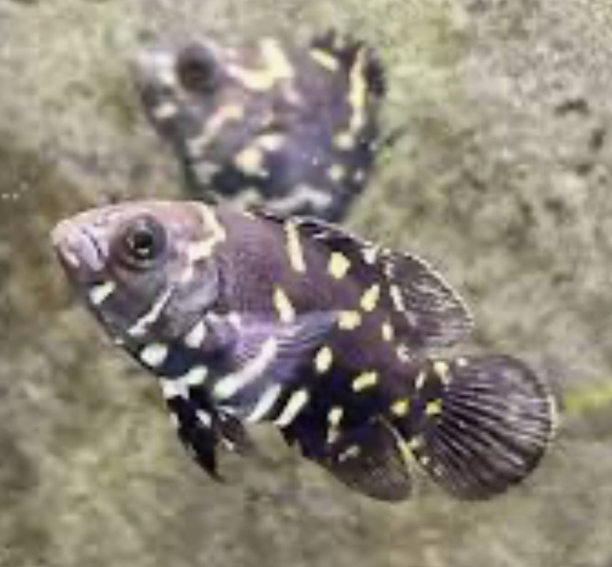 Bumblebee Oscar 5"+(captive breeding)