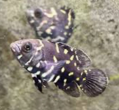 Bumblebee Oscar 5"+(captive breeding)