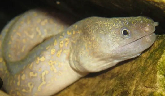FreshWater Gold Flake Moray EEL