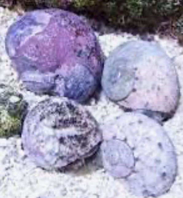 Saltwater Cat Eye Mexican Turbo Snails