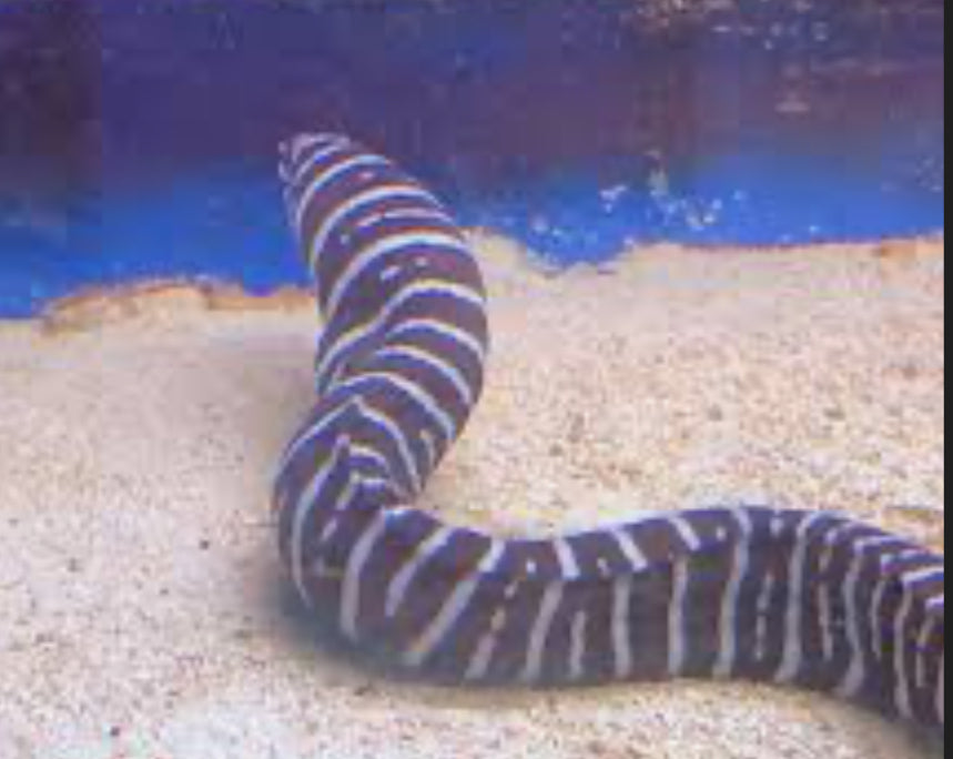 Zebra Eel 22"-25"