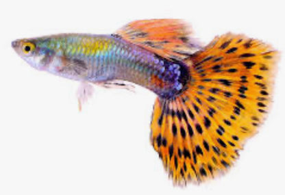 Pick Your Guppy