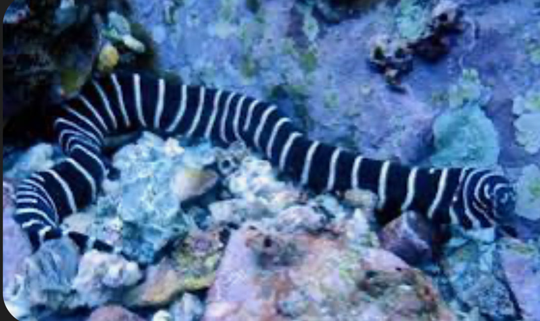 Zebra Eel 22"-25"