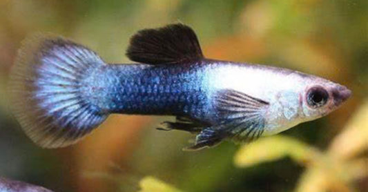 Panda Guppy Male