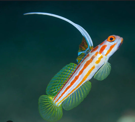 Yasha Hase Shrimp Goby-MDL