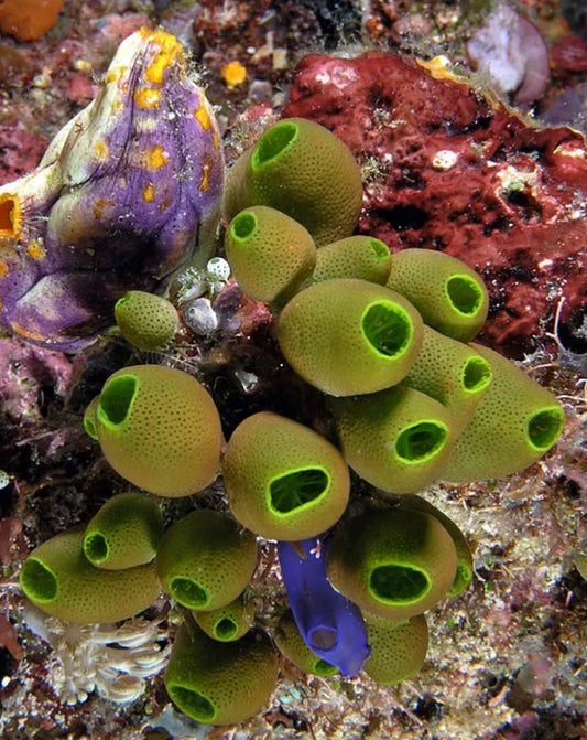 Royal Sea Tunicate-MDL