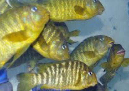 Petrochromis macrognathus kambo green (Wild Adults)