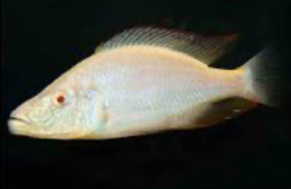 Hap. Compressiceps Albino