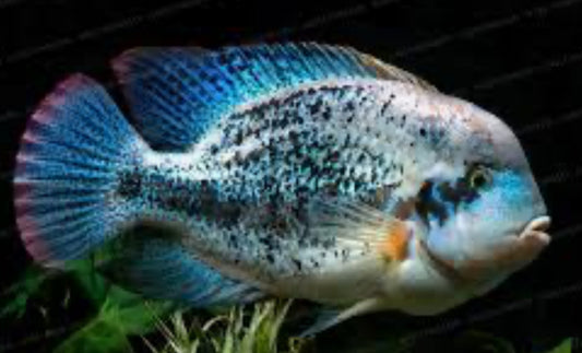 Vieja zonata (Vieja Zonatus) 1”-2”