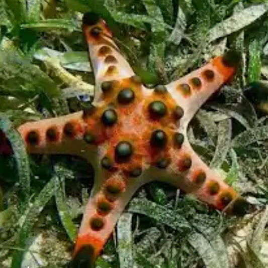Chocolate Chip Starfish