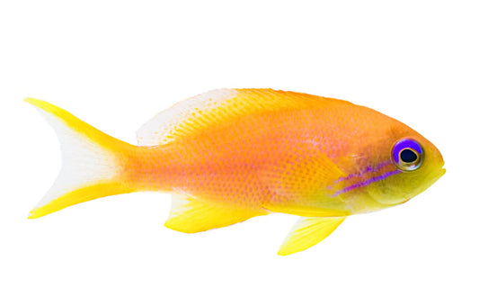 Yellow Anthias-MD