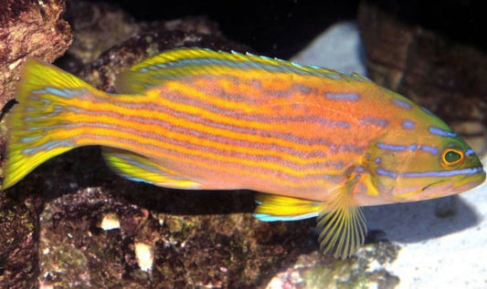 Polleni's Grouper