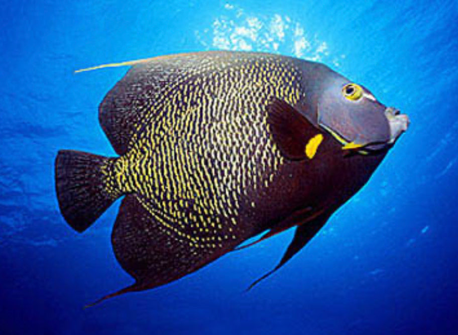 French Angelfish-XL Brazil