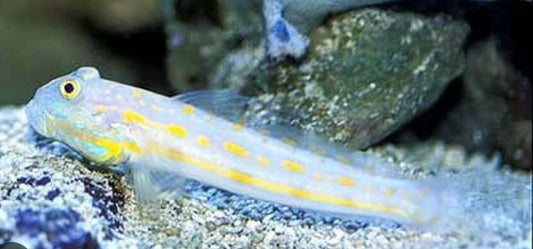Orange Diamond Goby-LG