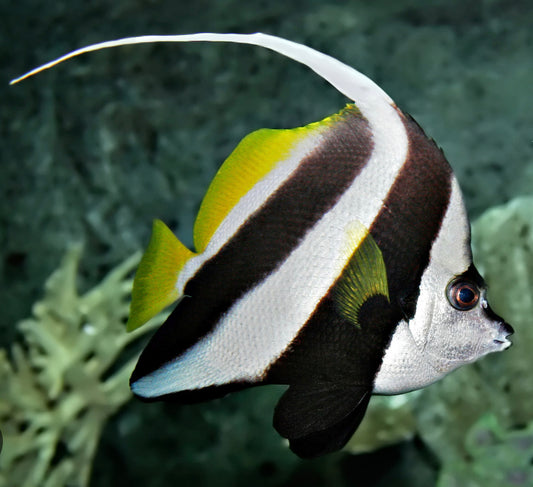 Black and White Heniochus
