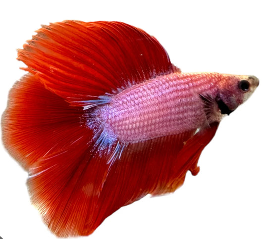 Double Tail Male Betta
