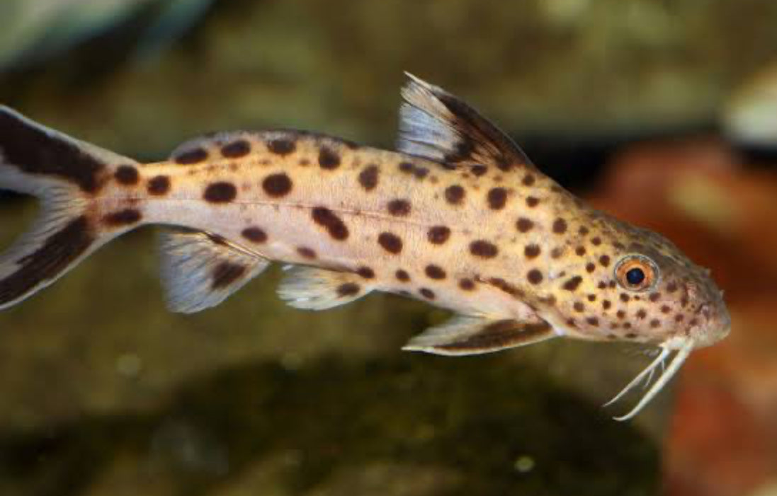 TR. Synodontis Multipunctatus 1.5”+