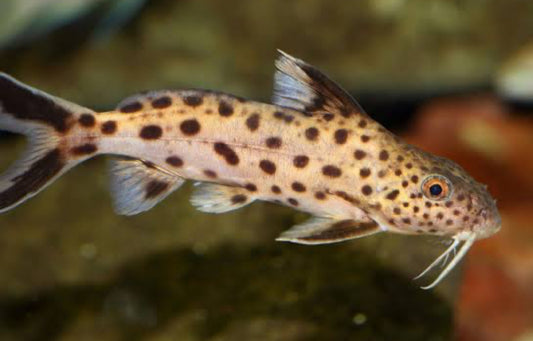 TR. Synodontis Multipunctatus 1.5”+
