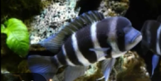 Kigoma 7 Stripe Frontosa (LAST 3 IN STOCK)