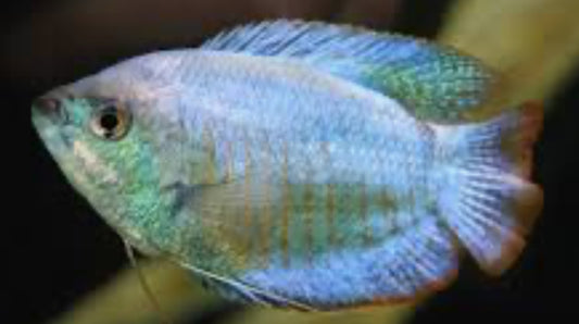 Powder Blue Gourami