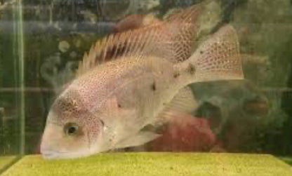 Black Belt Cichlid (Vieja Maculicauda)