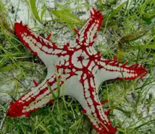 Red Knob Starfish LG