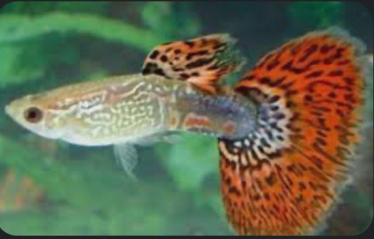 Red Cobra Guppy Pair