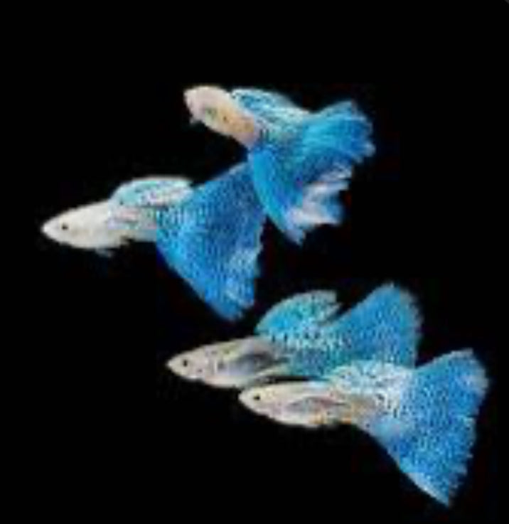 Pick Your Guppy