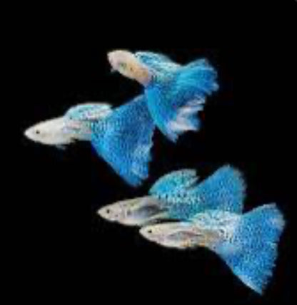 Pick Your Guppy