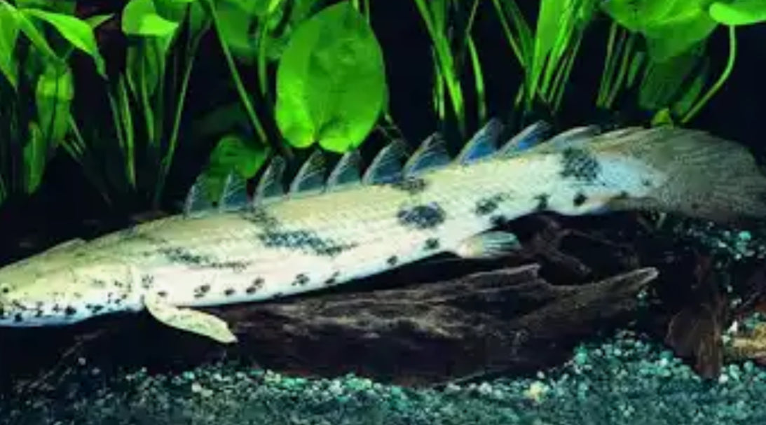 Endlicheri Bichir (Polypterus endlicheri)