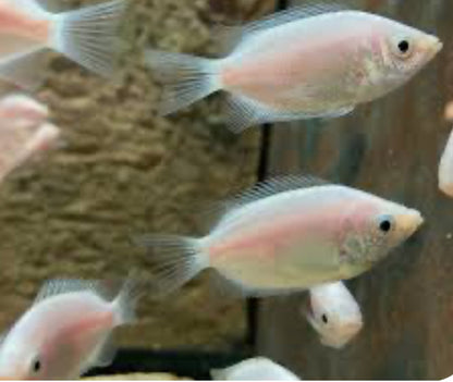 Pink Kissing Gourami