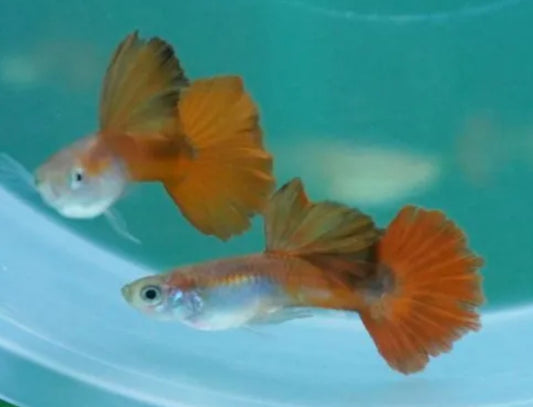Flamingo Tuxedo Guppy Pair