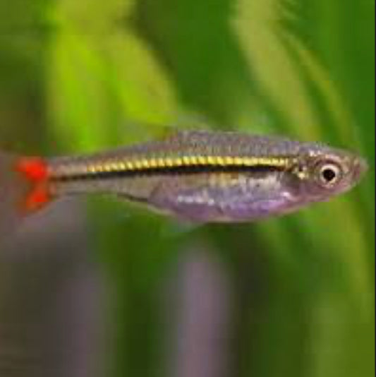 Brilliant Rasbora