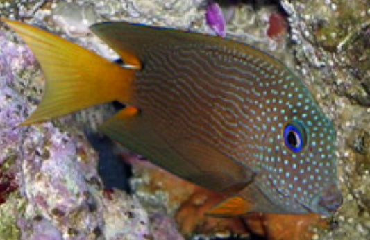 Blue Eye Bristletooth Tang