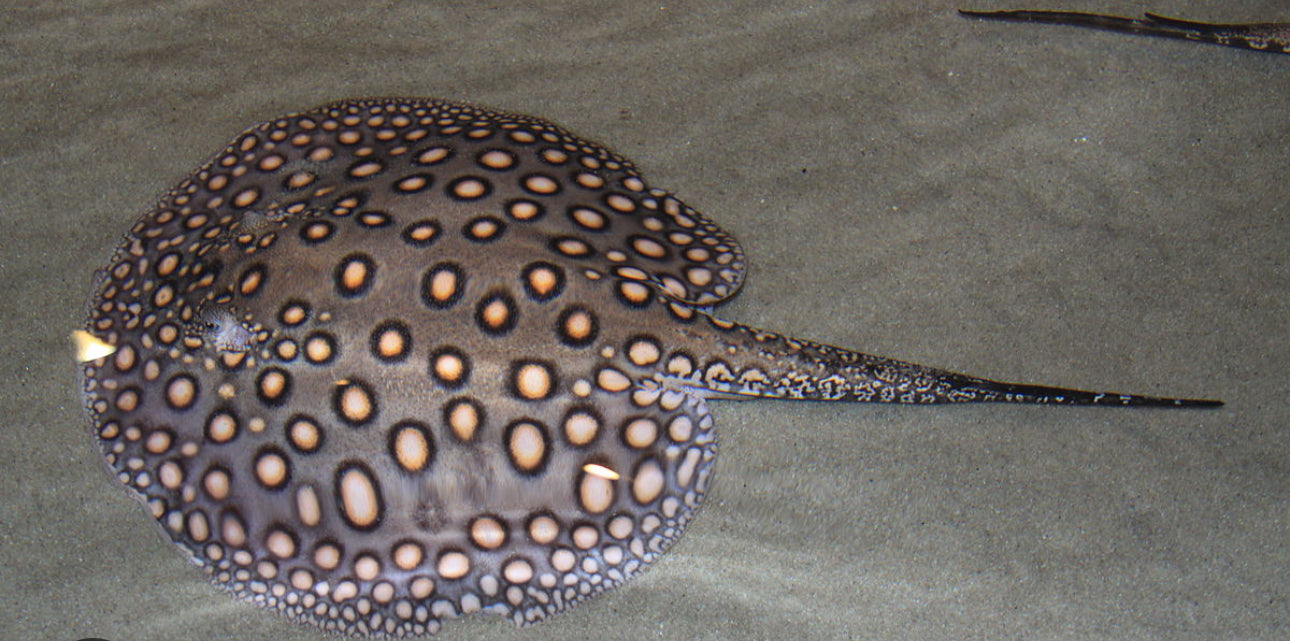 Motoro Stingray (Peru)