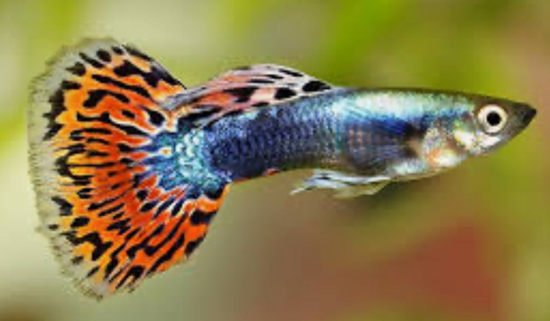Pick Your Guppy