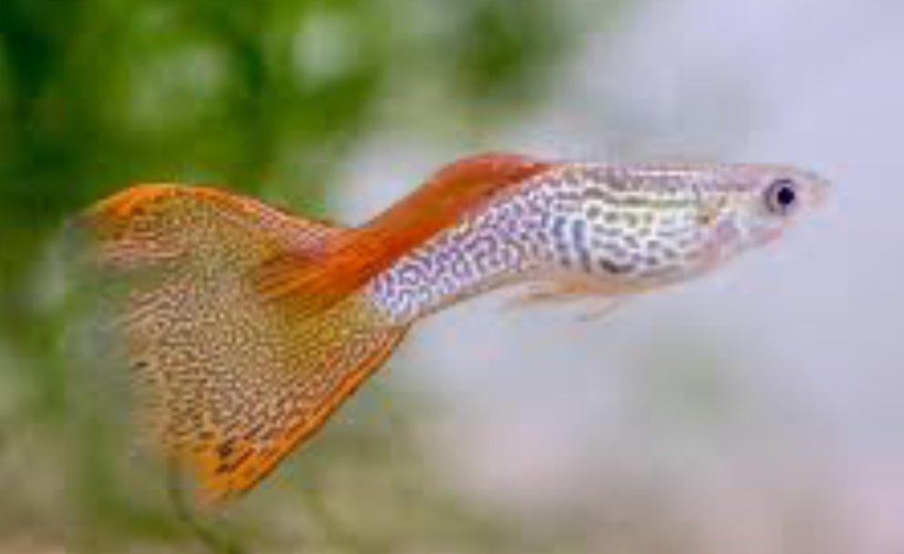 Pick Your Guppy
