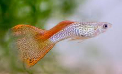 Pick Your Guppy