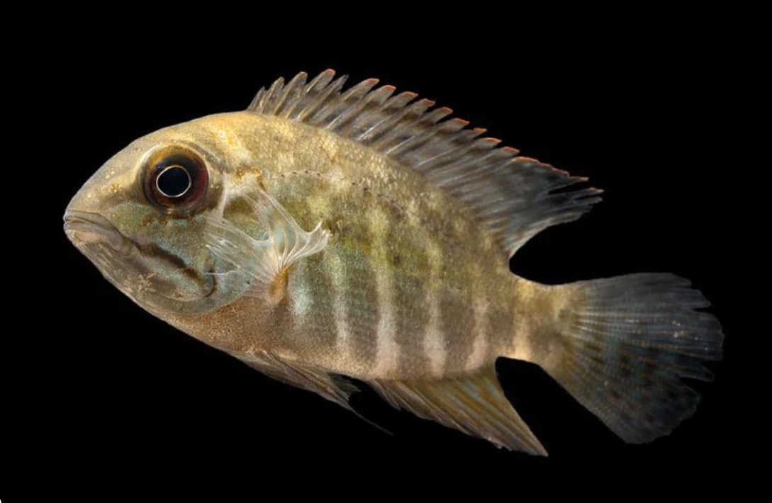 True Parrot Cichlid (Hoplarchus Psittacus)