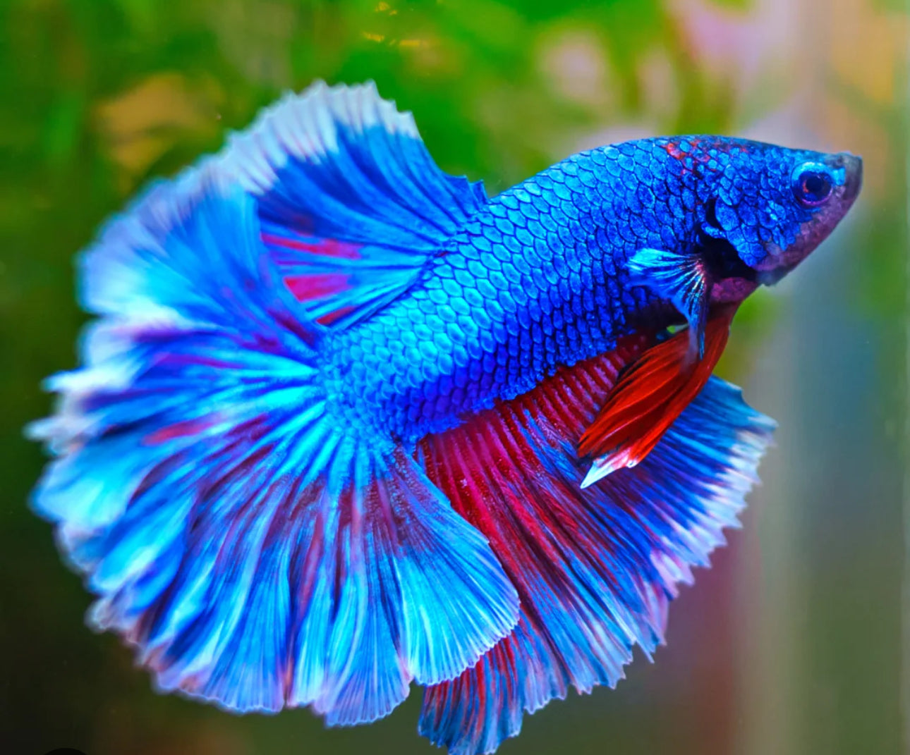 Assorted Show Male Bettas