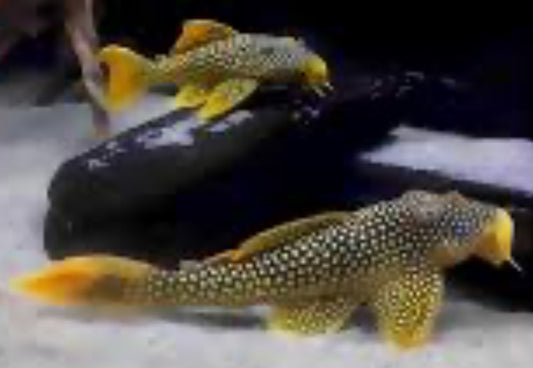 L014 Sunshine Pleco (Scobiancistrus Aureautus) 1.5"-2"