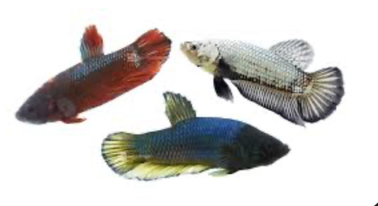 Roundtail Fighting Betta Male